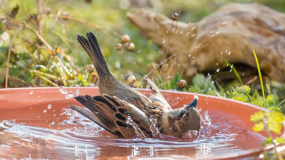 plantschender Vogel in Tränke