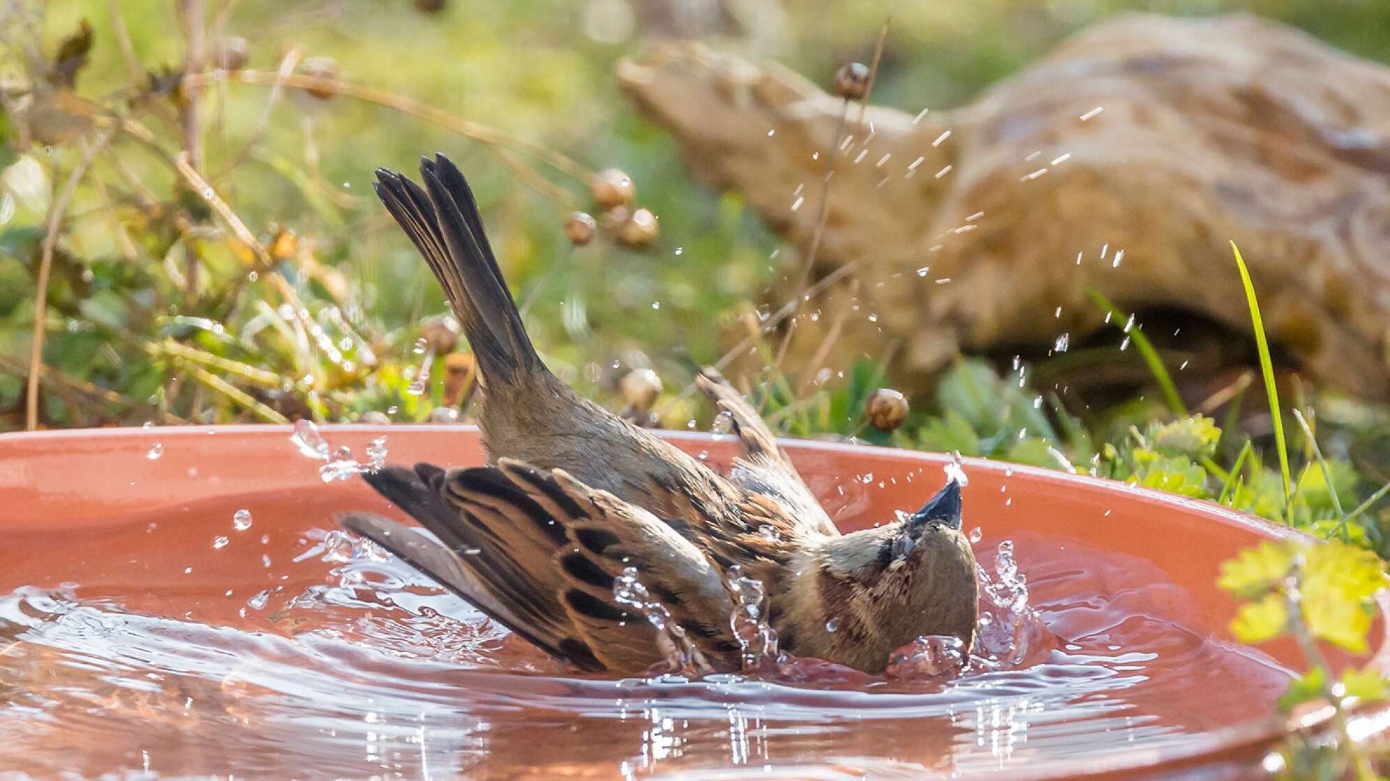 plantschender Vogel in Tränke