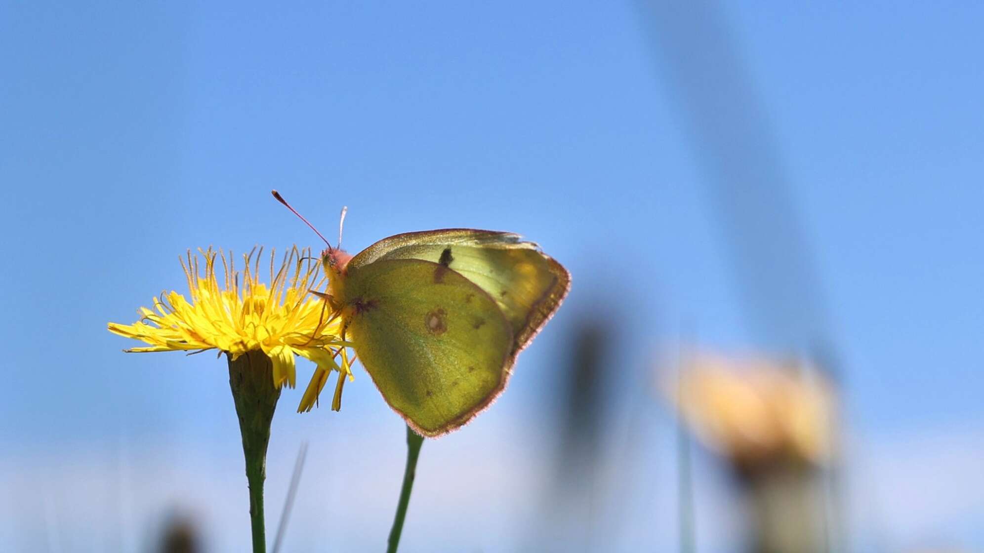 Schmetterling auf Blumenwiese