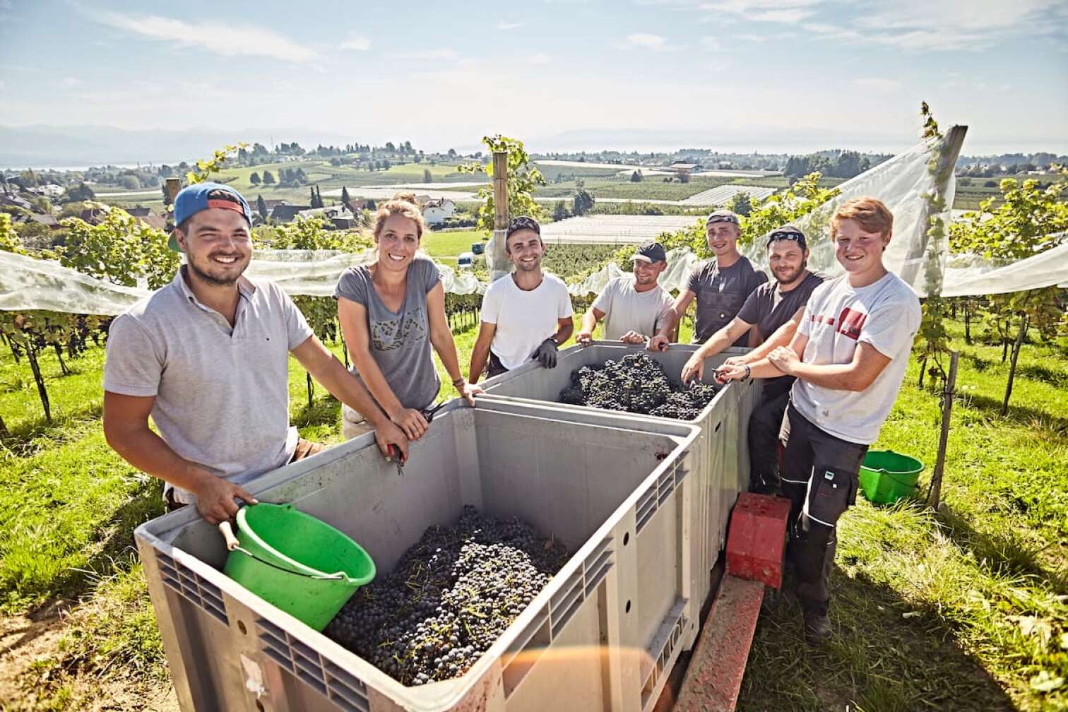 Weinlese Lindau