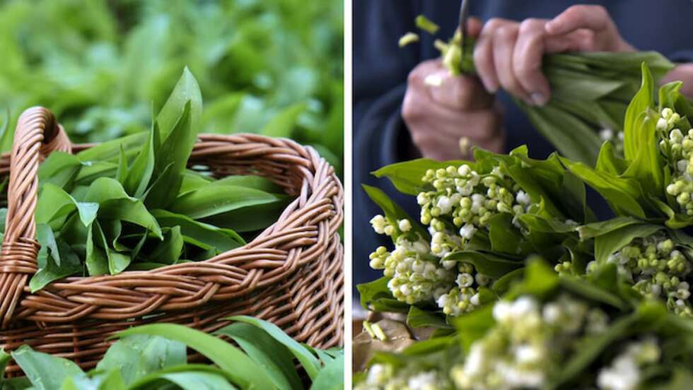 Vorsicht giftig! So unterscheidet ihr Bärlauch von Maiglöckchen