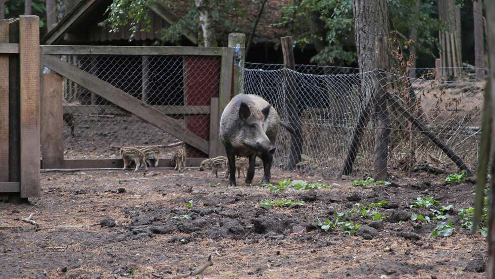 Wildschwein in Gehege