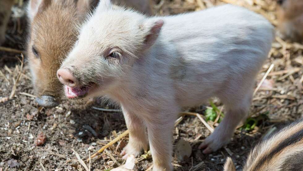 Ferkel