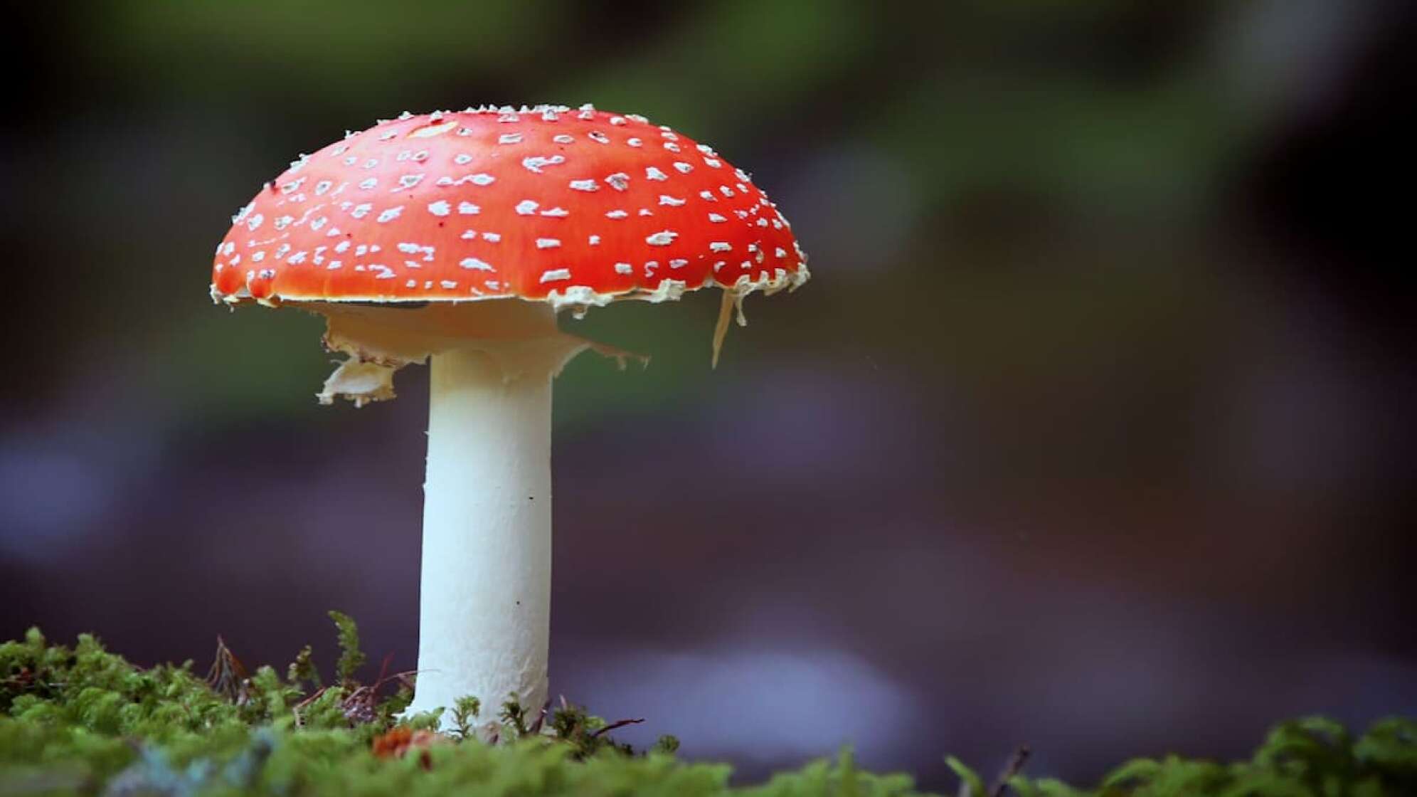 Fliegenpilz