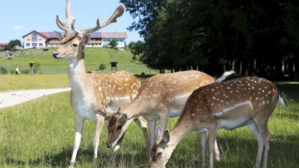 Rehe auf Wiese