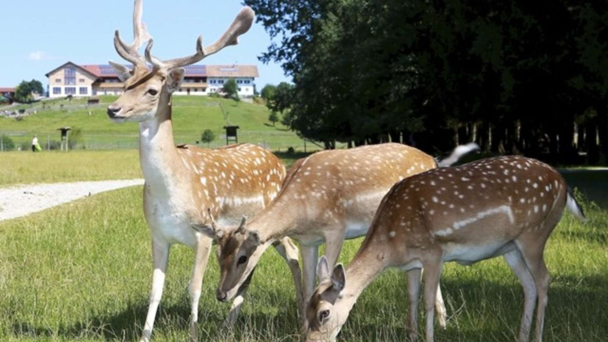 Rehe auf Wiese