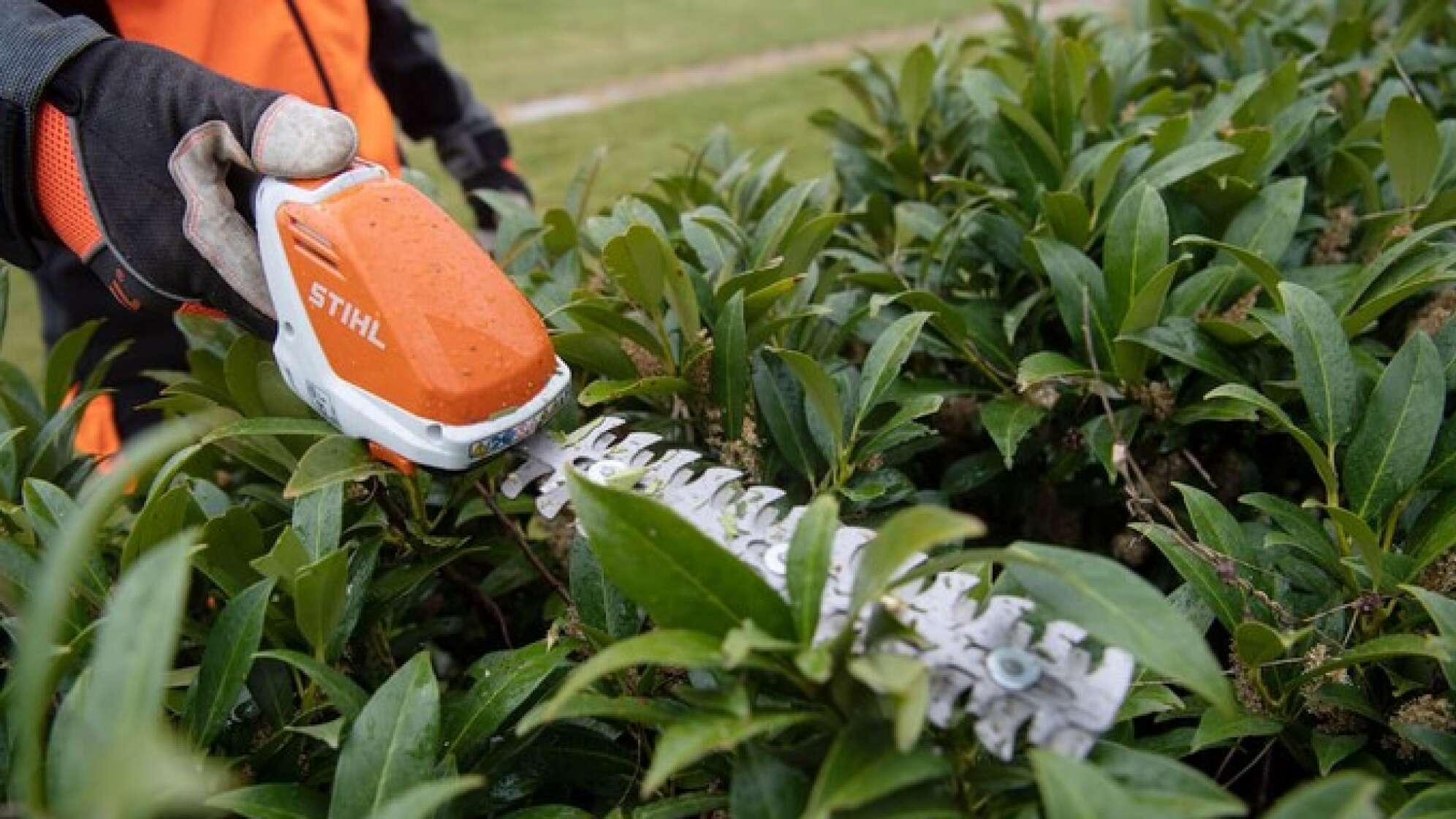 Eine Hecke wird mit einer Heckenschere geschnitten