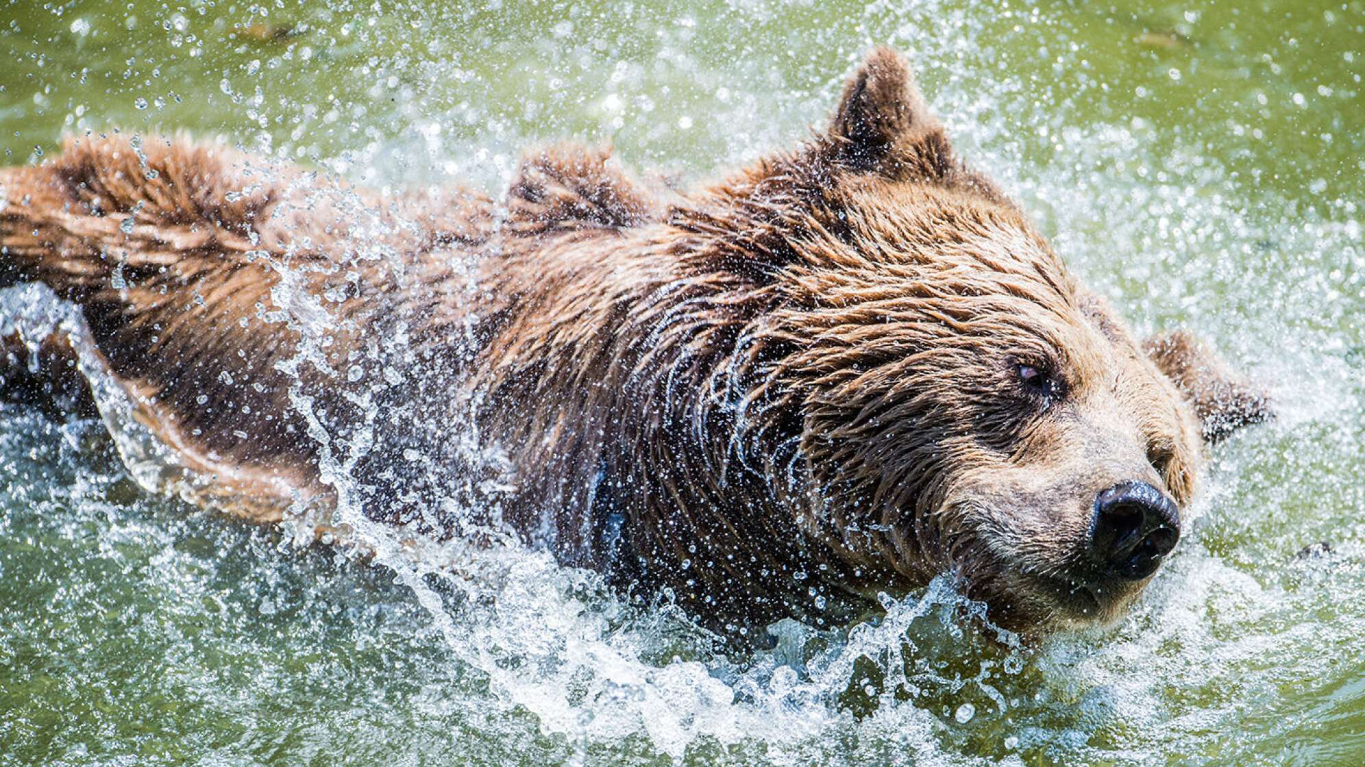 Braunbär im Wasser