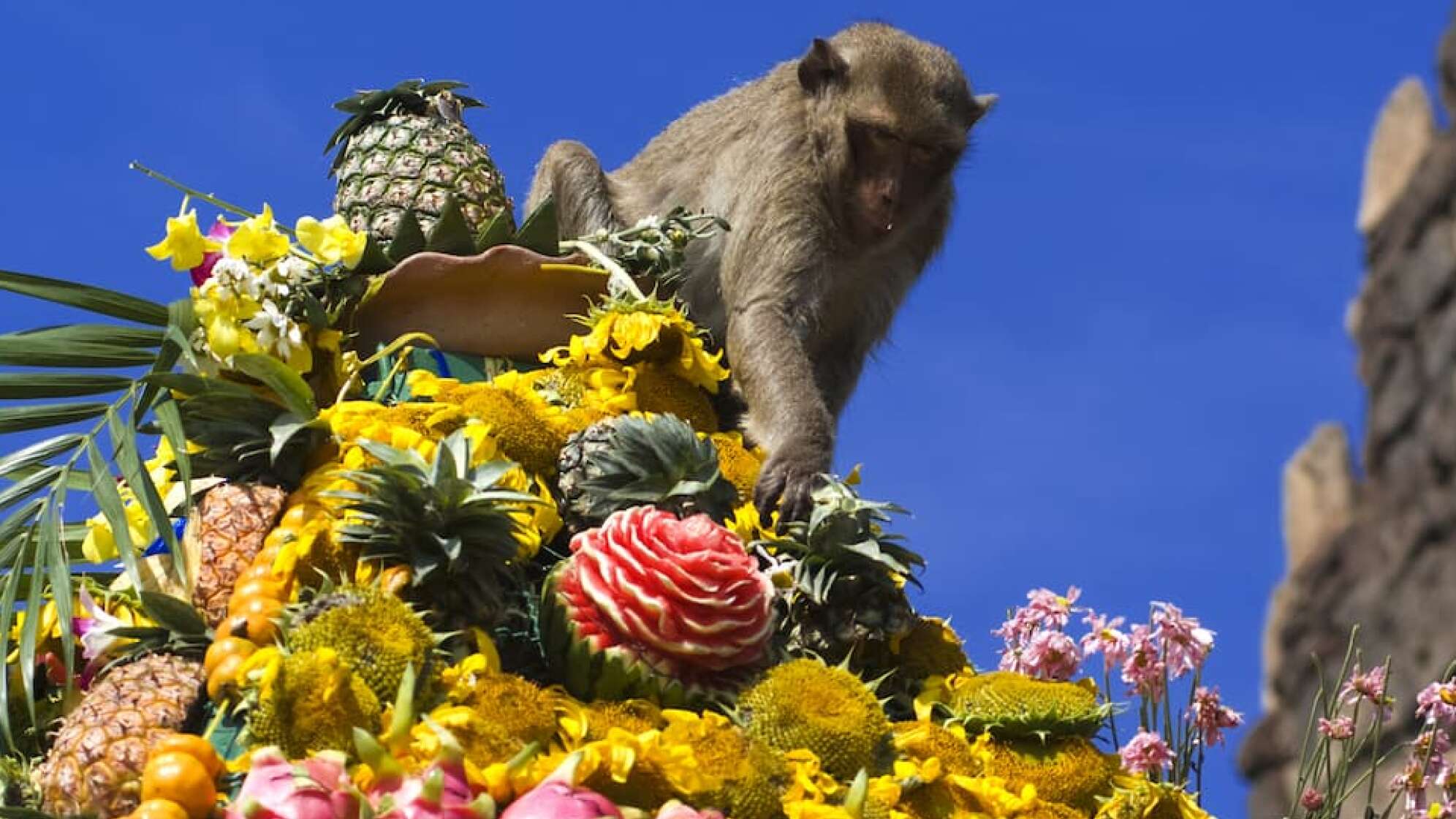 Affe auf Frucht-Pyramide