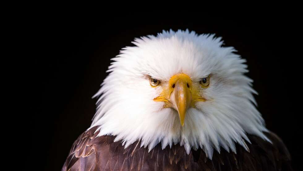 Adler