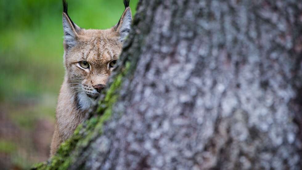 Luchs