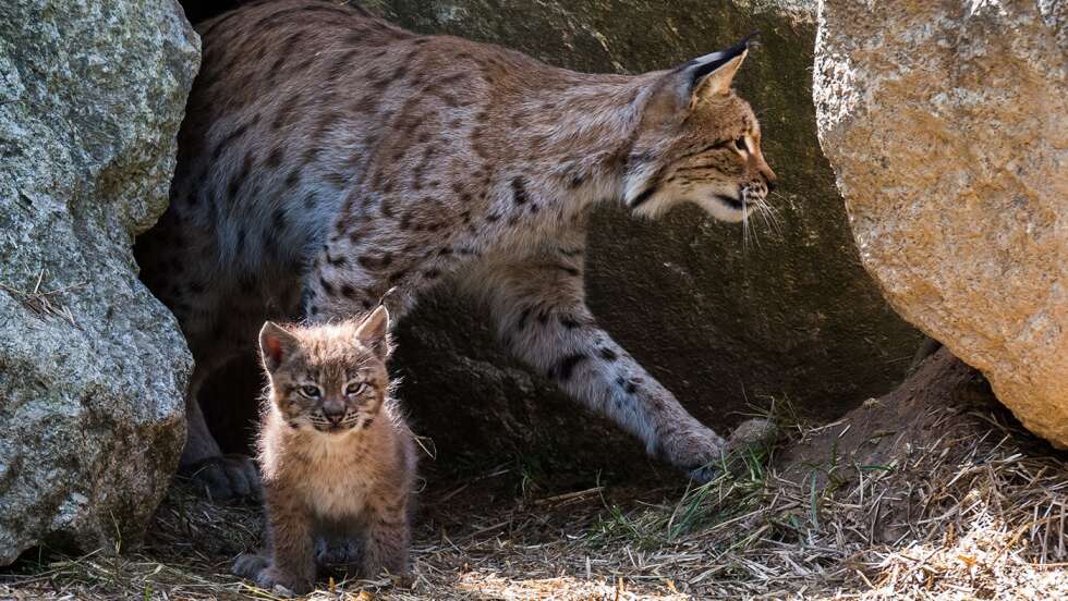 Leoparden