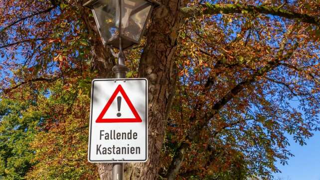 Schäden am Auto durch Kastanien und Co: Wer zahlt?