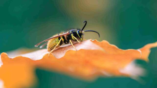 Wo sind die Wespen eigentlich im Herbst?