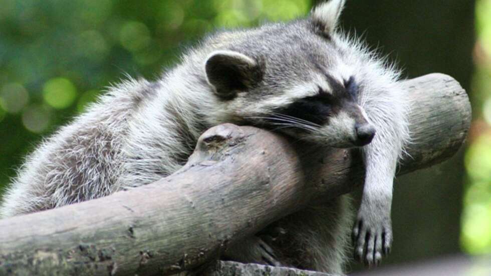 Wildpark