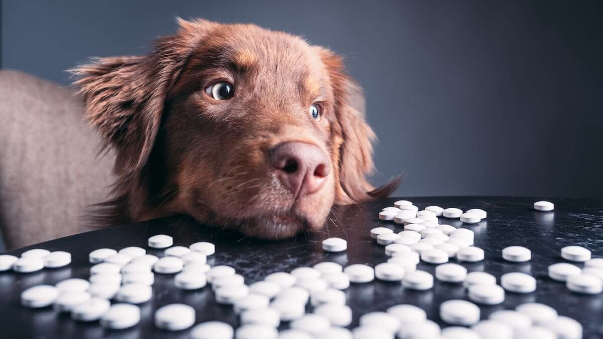 Ein Hund vor einem Tisch mit Tabletten/Medikamenten