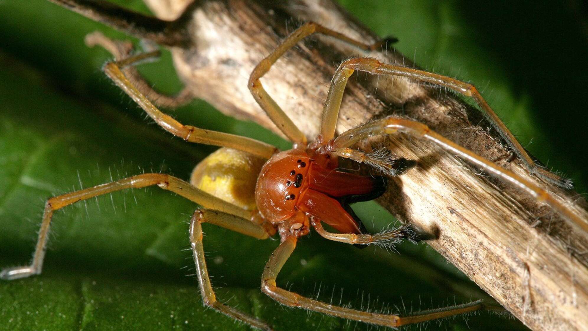 Giftige Spinne
