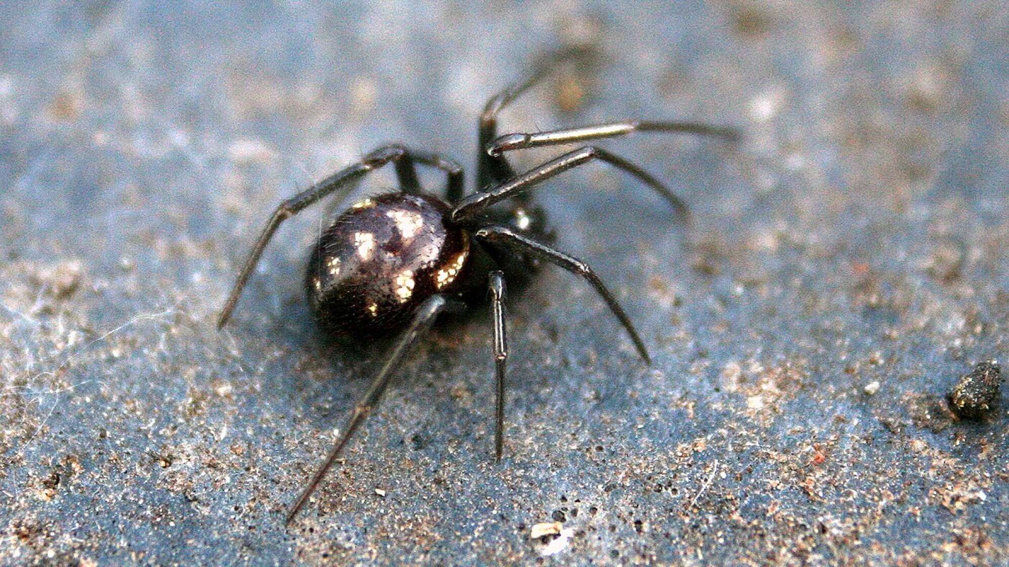 Eine giftige Spinne