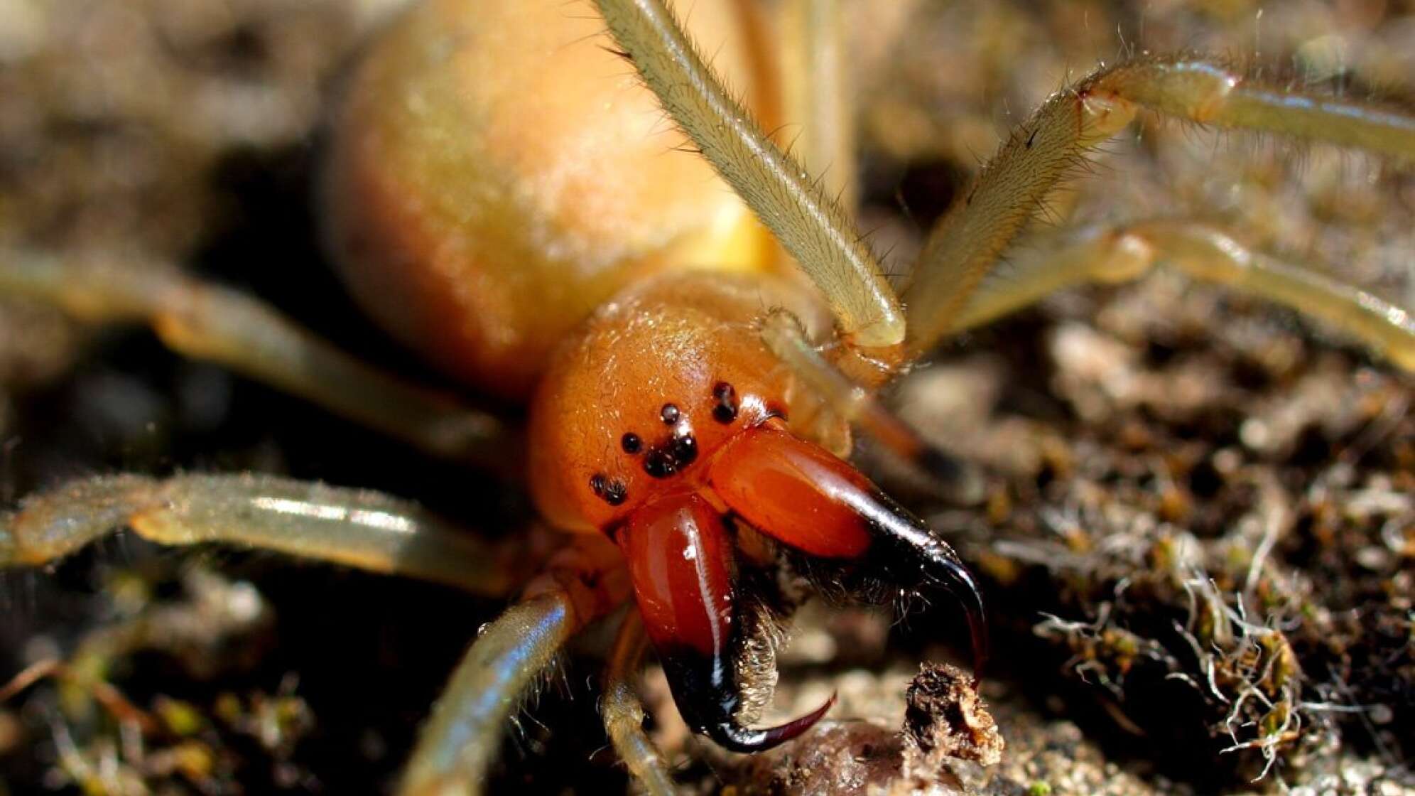 Nahaufnahme einer Spinne