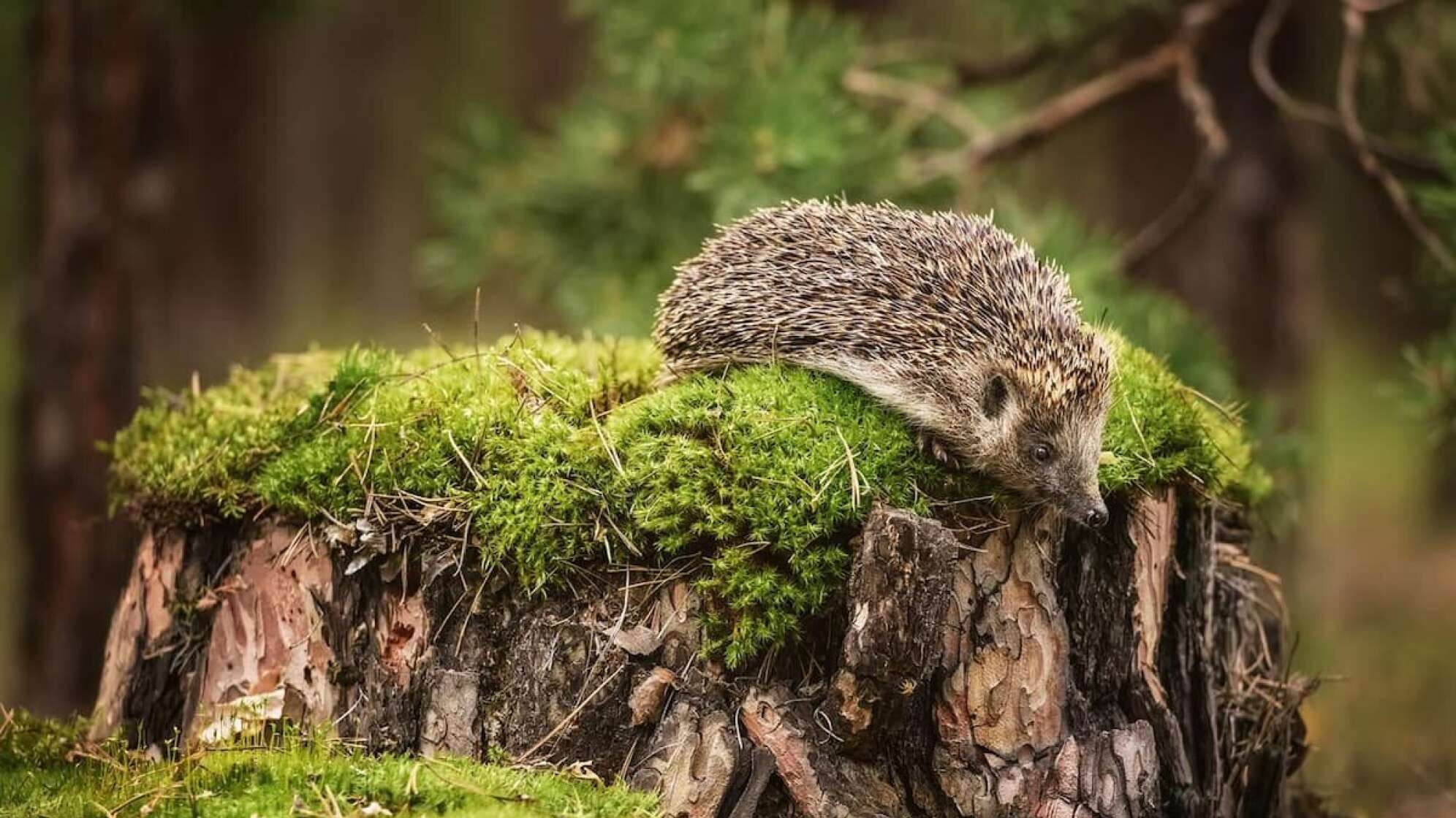 Ein Igel im Wald