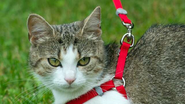 Juristen warnen und fordern: Katzen müssen an die Leine!