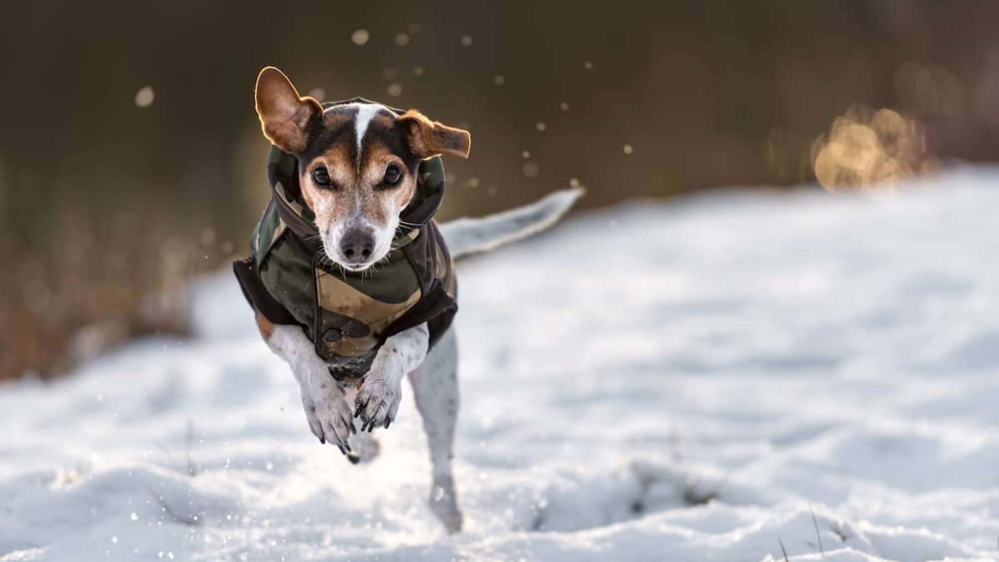 Ein Hund, der im Schnee läuft