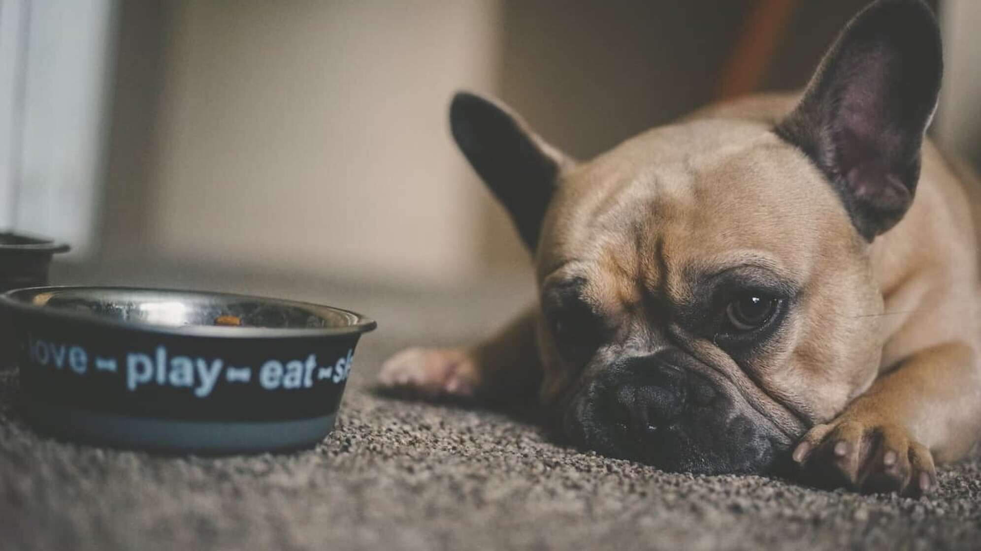 Ein Hund mit einem Fressnapf