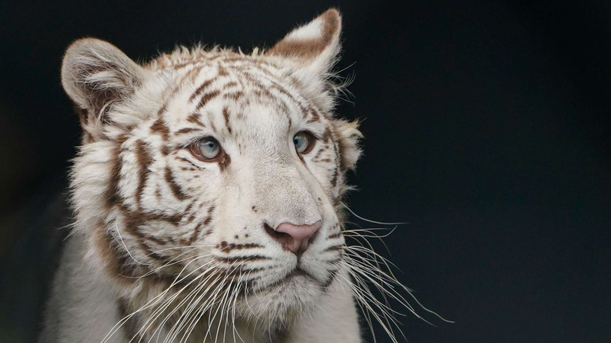 Weißes Tigerjunges Charlota
