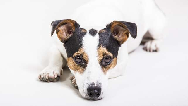 Das sind die 10 beliebtesten Hunde-Rassen in Deutschland – Ist eurer mit dabei?