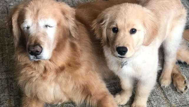 Ziemlich tierische Freunde: Blindenhund für blinden Hund