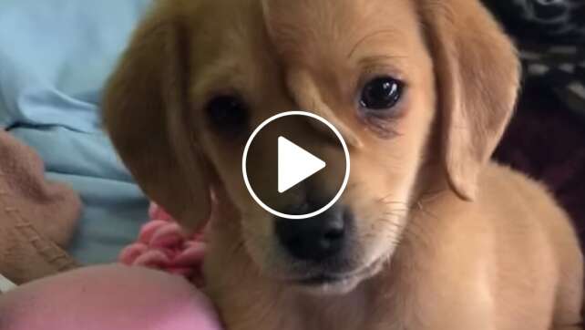 Zuckersüße Hunde-Videos: „Einhorn“-Welpe Narwhal entzückt das Netz