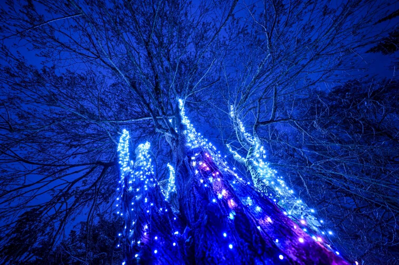 Christmas Garden