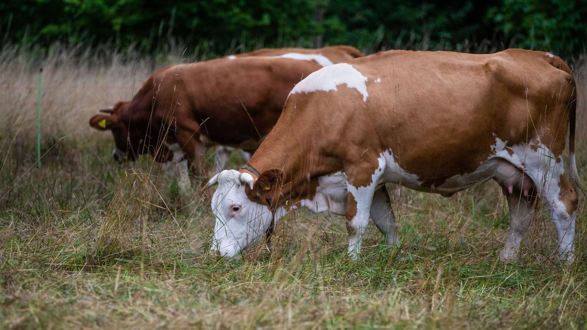 Kühe auf der Weide