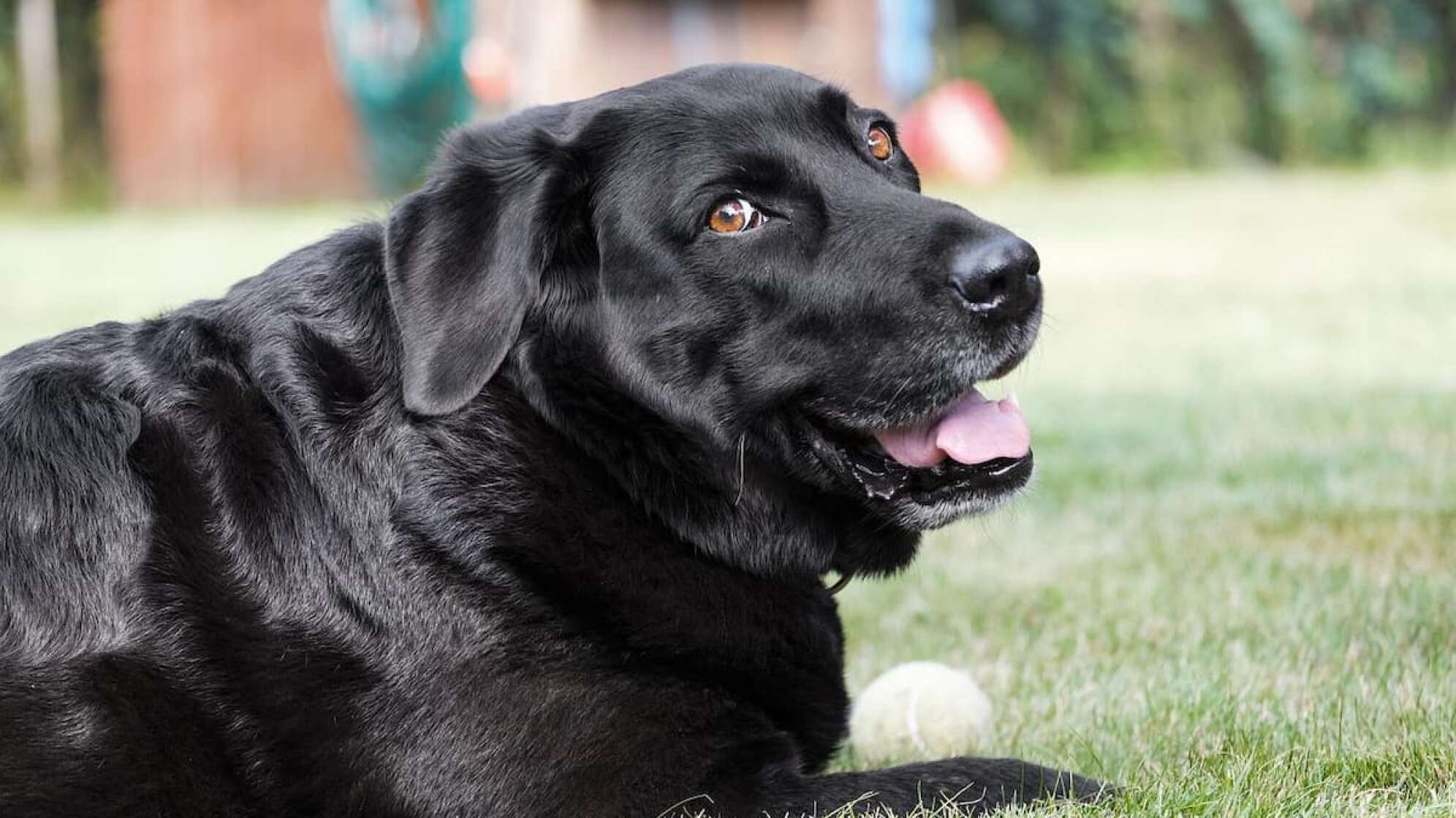 Eine Hund, der in die Kamera blickt