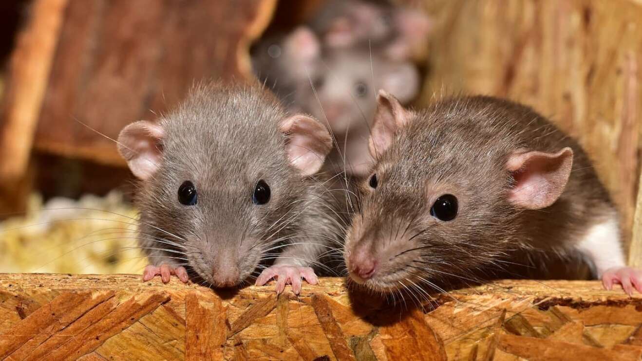 Zwei Ratten