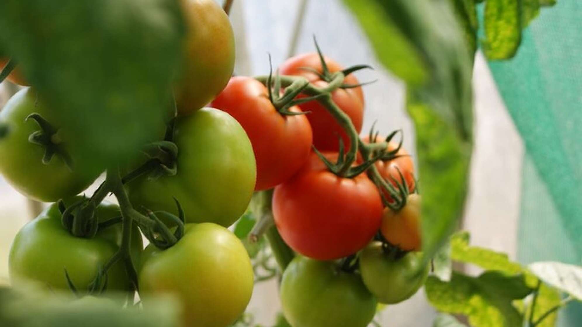 Rote und grüne Tomaten hängen an einem Strauch