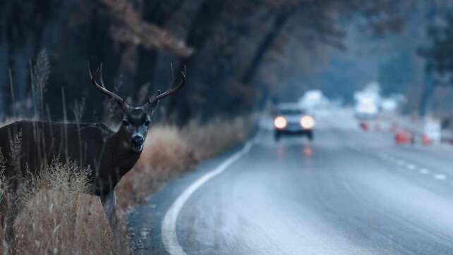 Achtung! Wildwechsel im bayerischen Herbst: So vermeidet ihr Unfälle