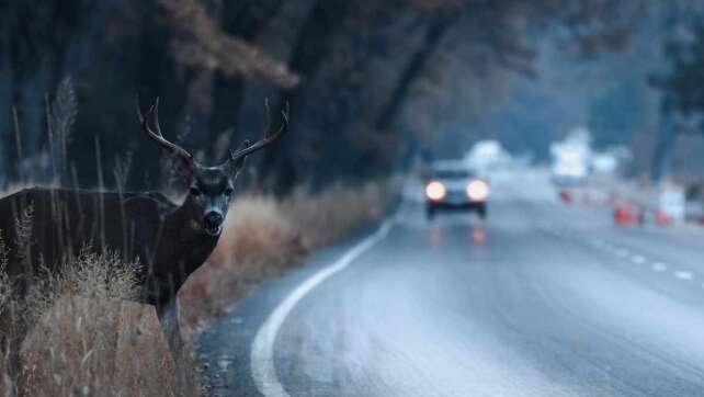 Achtung! Wildwechsel im bayerischen Herbst: So vermeidet ihr Unfälle