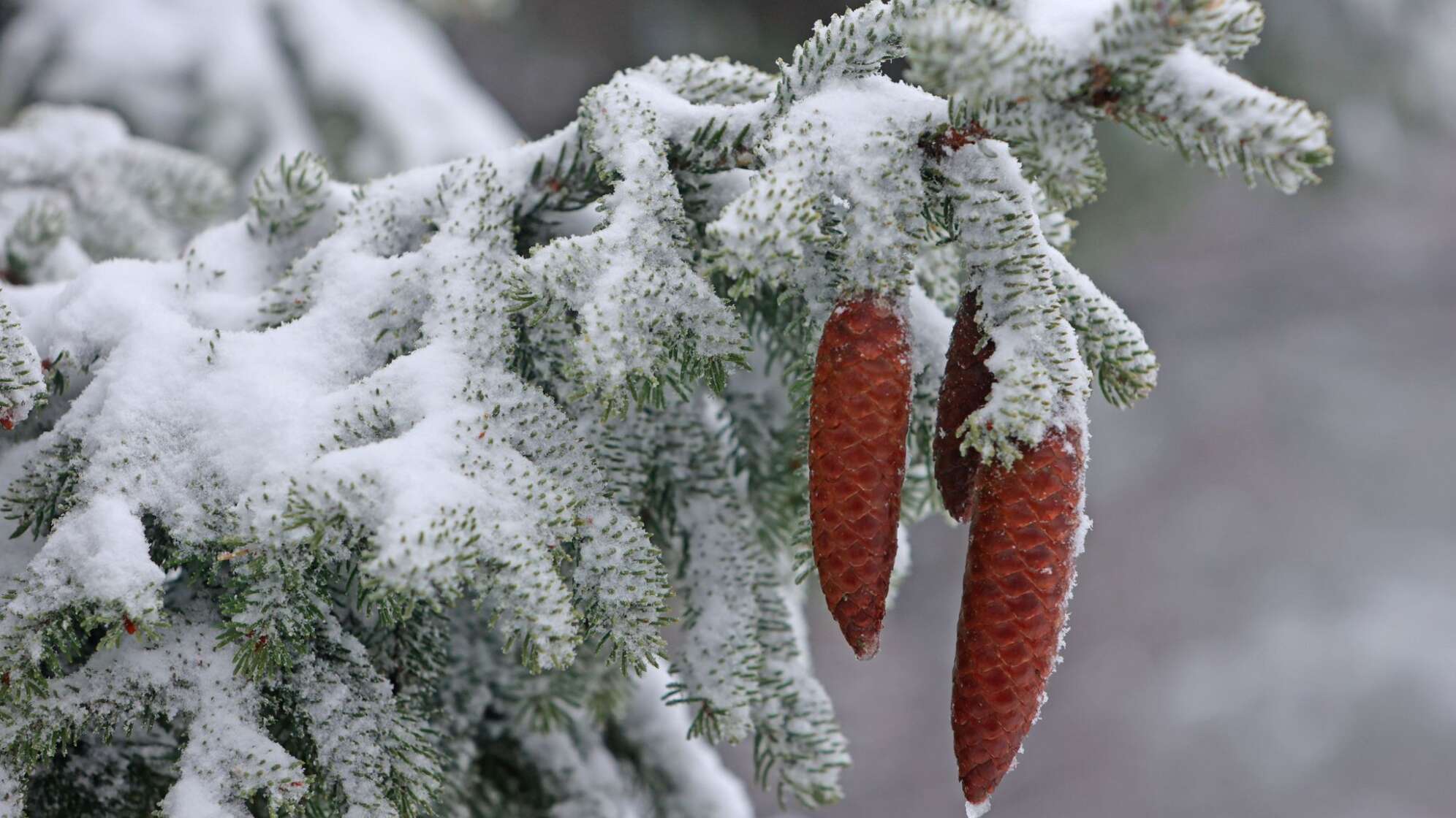 Wintereinbruch