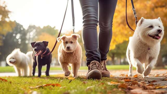 Wusstest du das? Hier ist offiziell eine Leinenpflicht für Hunde