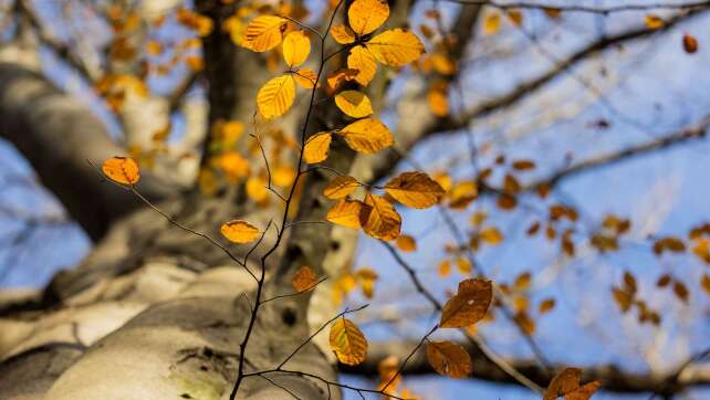 Wetterdienst: Herbst 2023 zweitwärmster seit Messbeginn