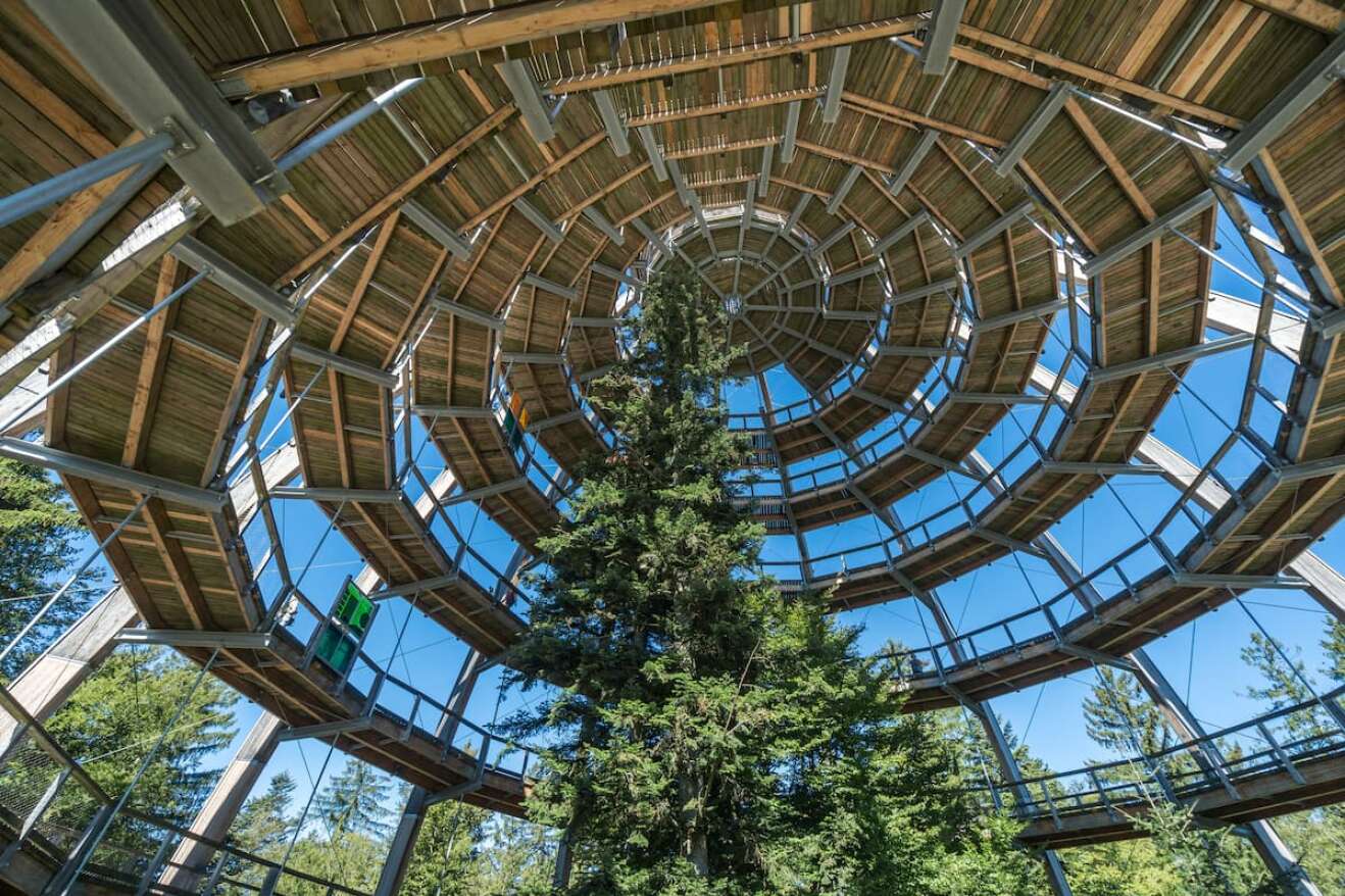 Baumwipfel Pfad im Bayerischen Wald