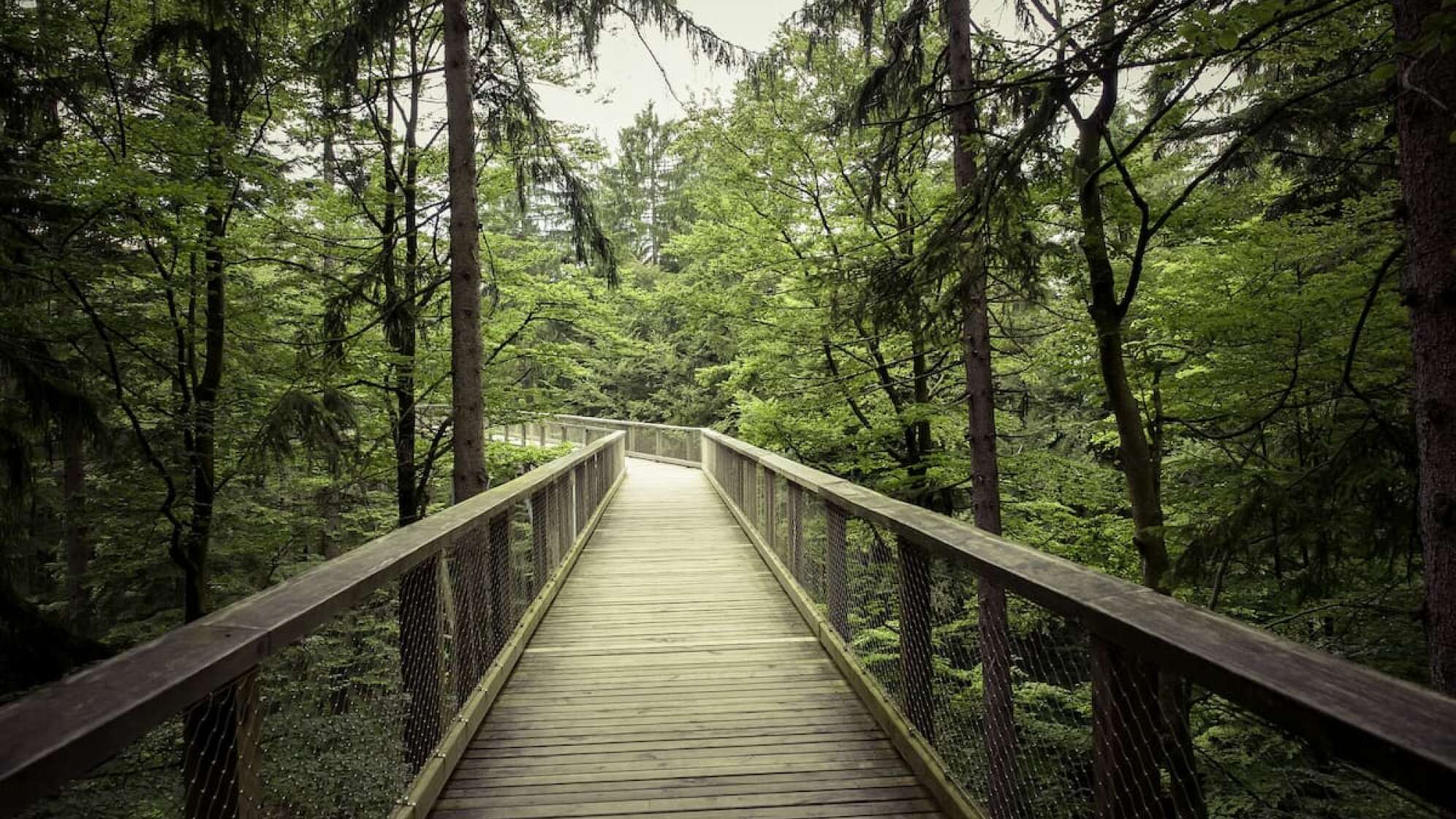 Baumwipfelpfad Bayerischer Wald