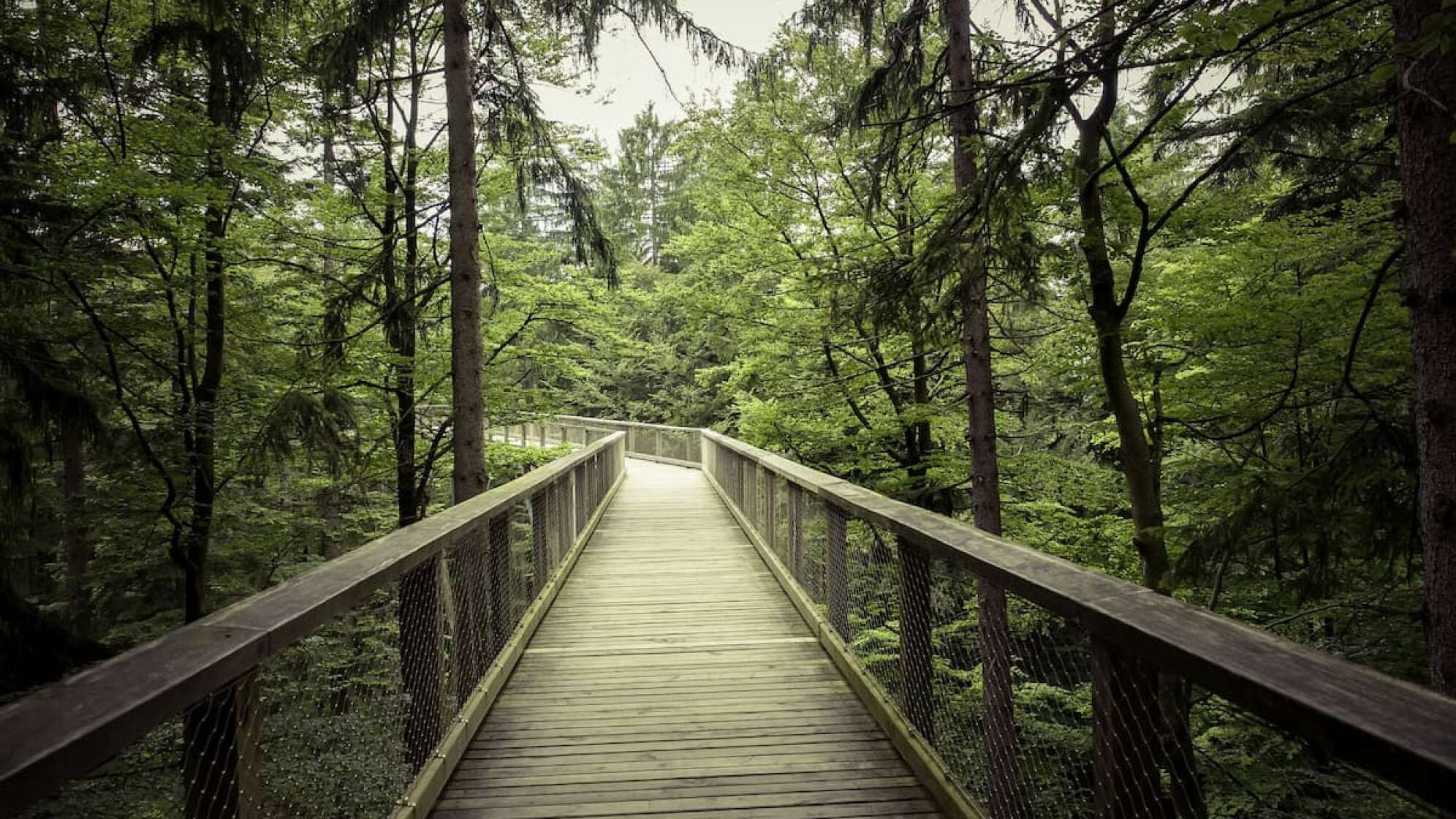 Baumwipfelpfad Bayerischer Wald