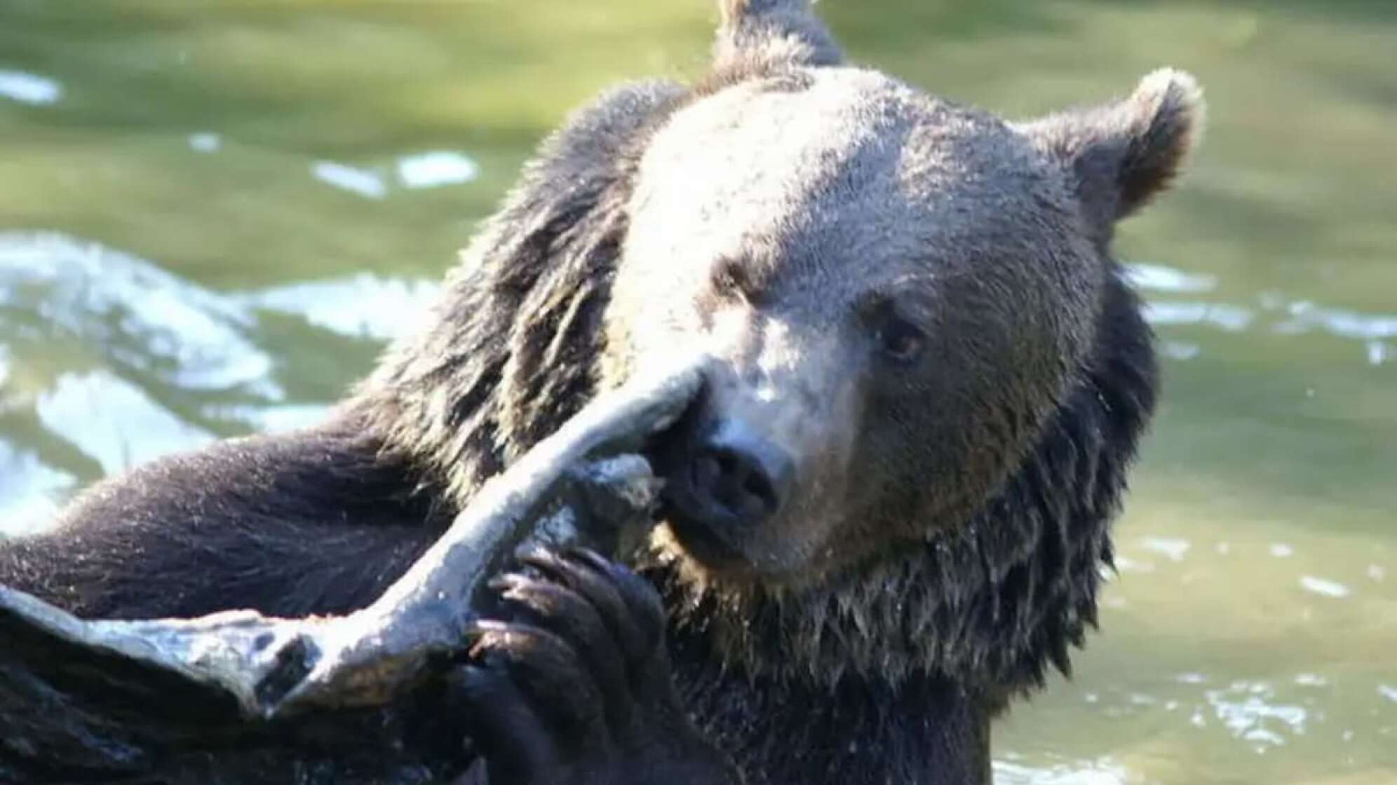 Bär im Wasser