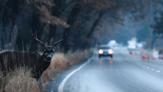 Achtung! Wildwechsel im Herbst: So vermeidet ihr Unfälle