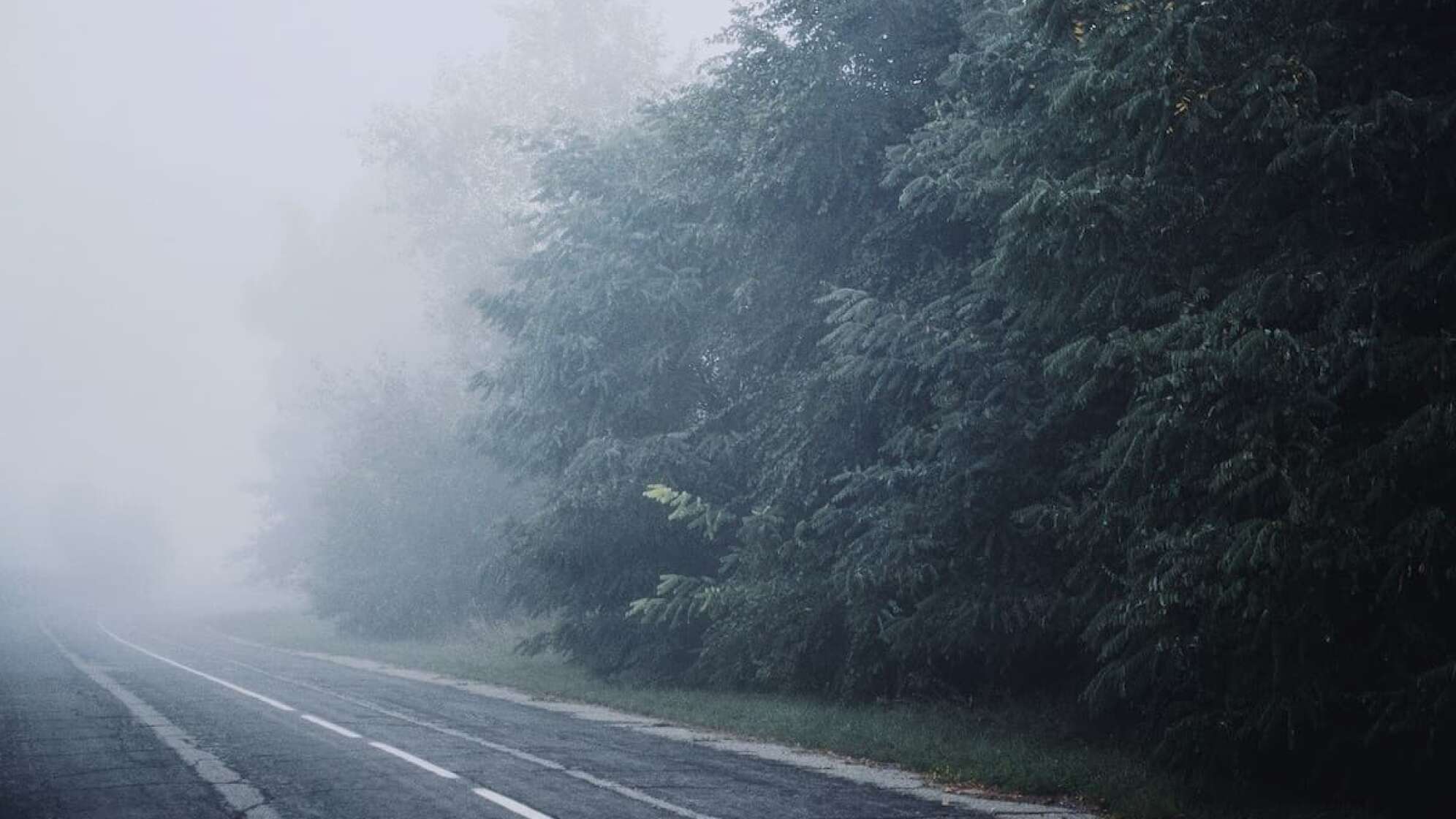 Eine Straße neben einem Wald im Nebel