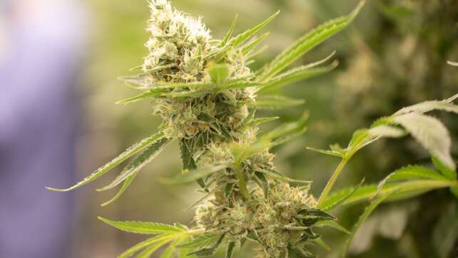 Bayern will Vermittlungsausschuss zu Cannabis-Legalisierung