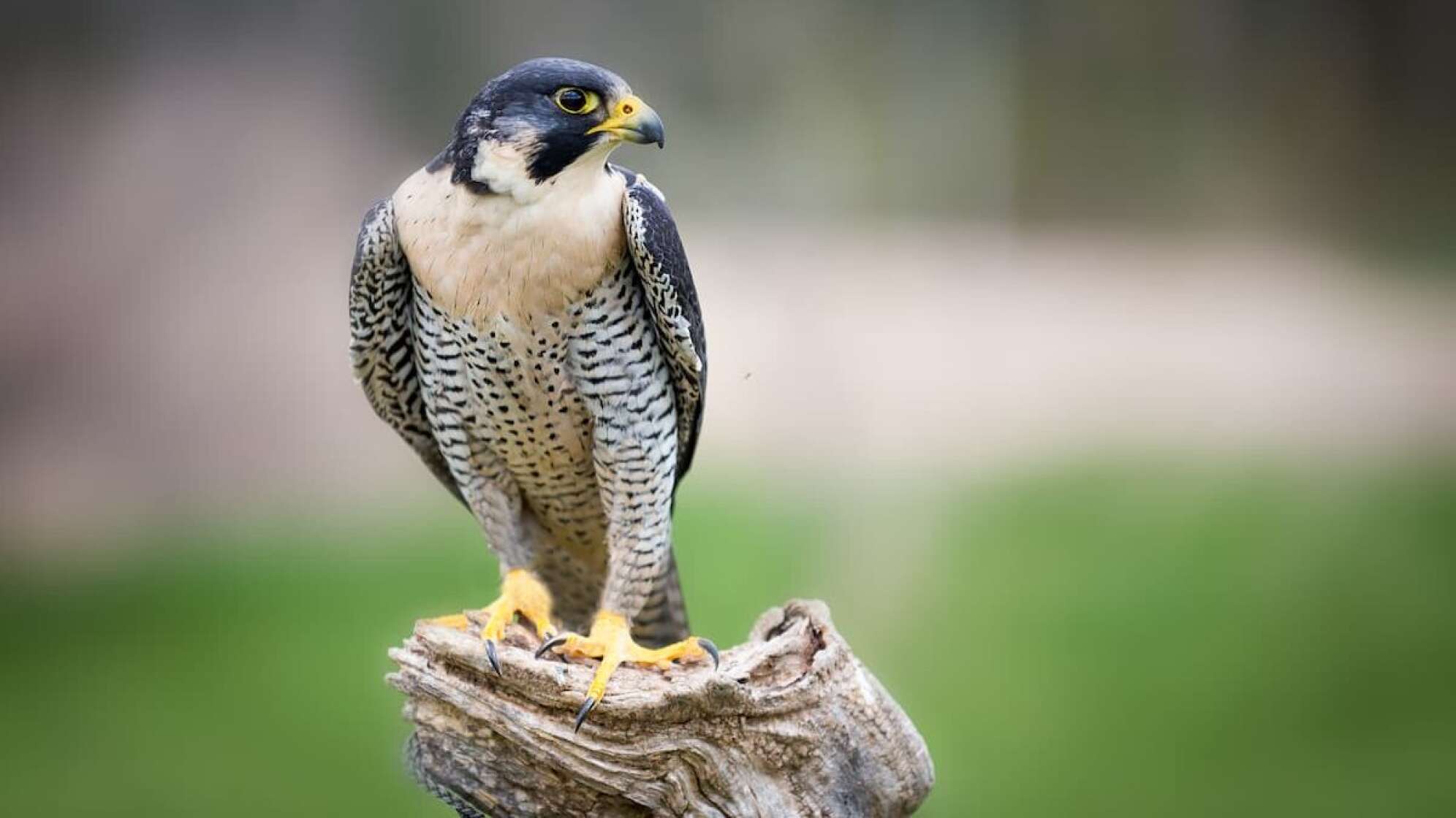 Wanderfalke
