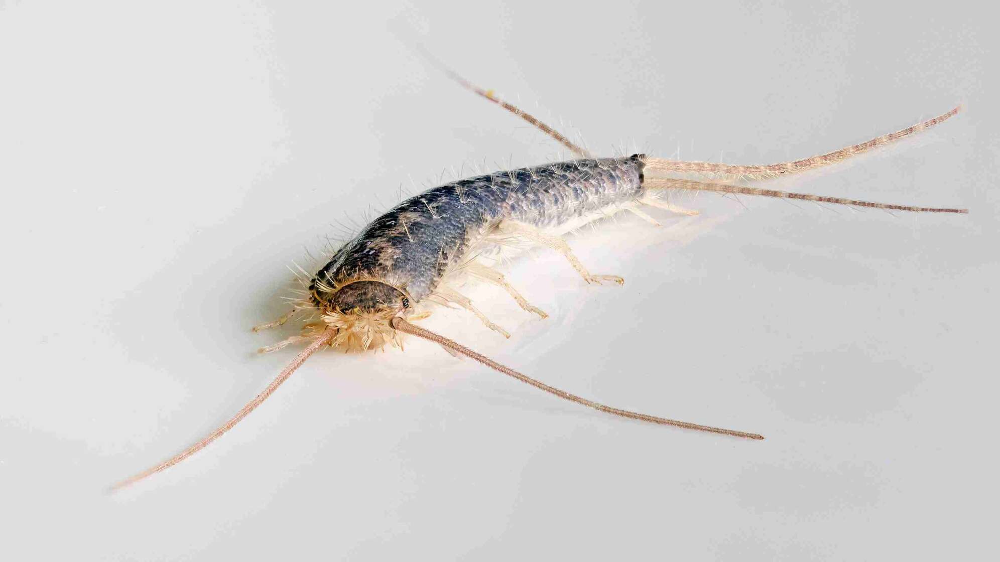 Silberfisch